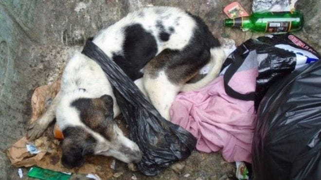 dougal_dog_abuse_dumpster_2