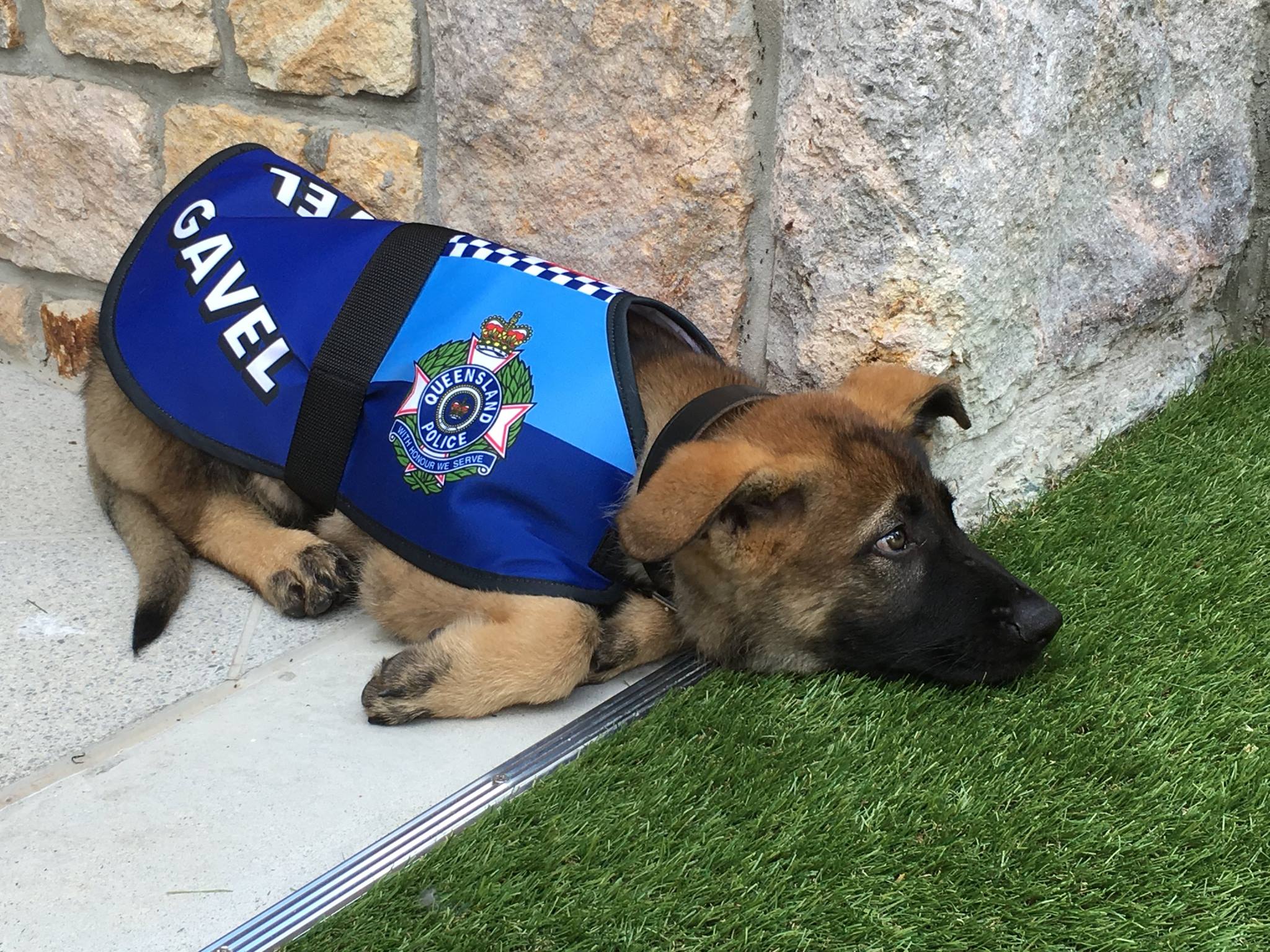 gavel-policedog-2