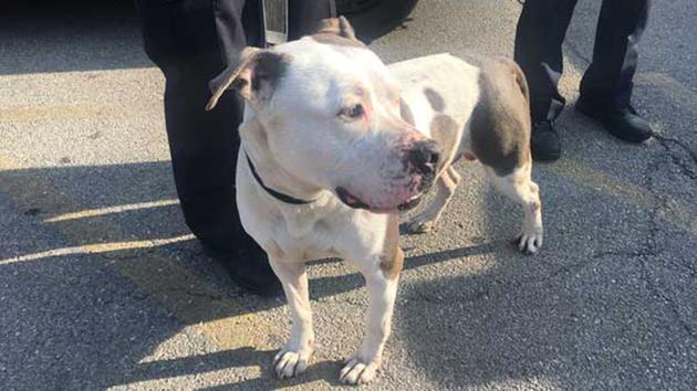 dog_lake_michigan_police_officer_5