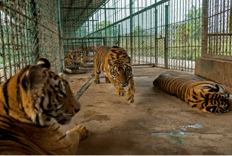 tiger_farming_asia_wine_2