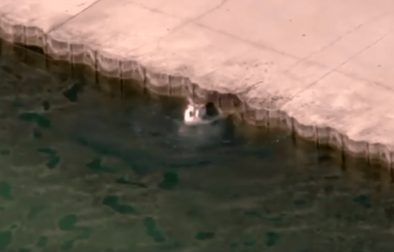 dog_lake_michigan_police_officer_2