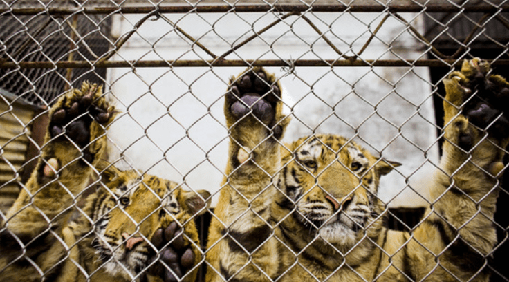 tiger_farming_asia_wine_4