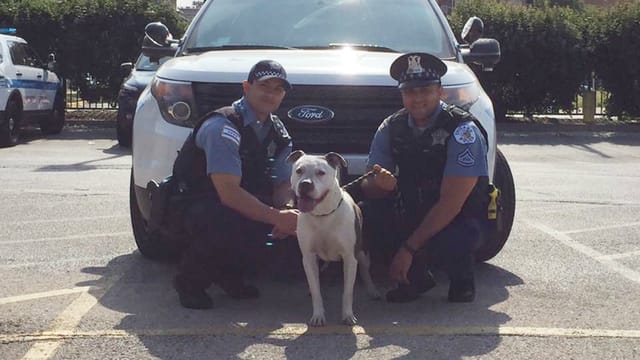 dog_lake_michigan_police_officer_1