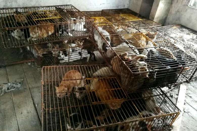 man-arrested-500-cats-13