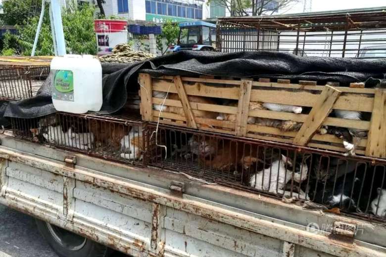 man-arrested-500-cats-12