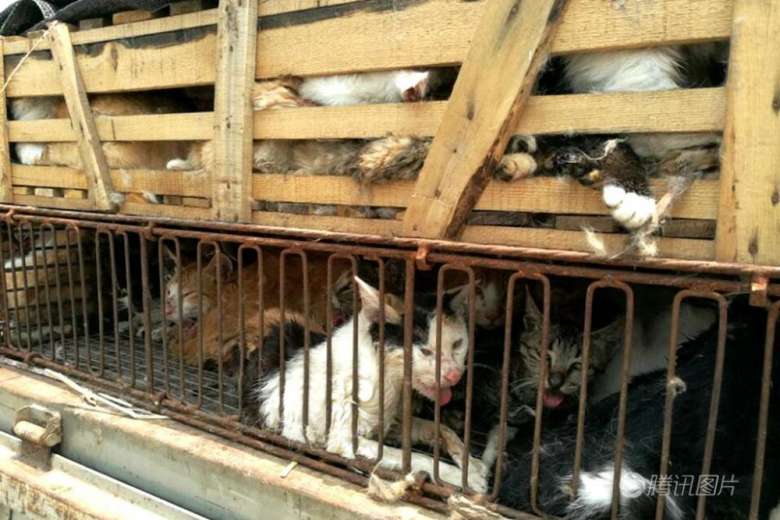 man-arrested-500-cats-1