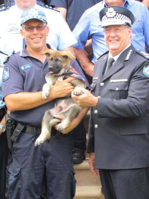 gavel-policedog-1