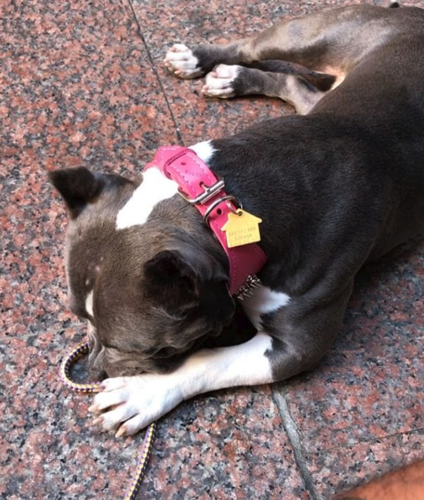 mala-stolen-therapy-dog-1