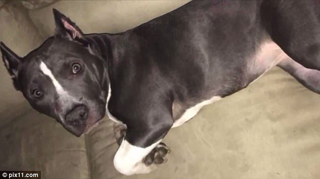 mala-stolen-therapy-dog-2