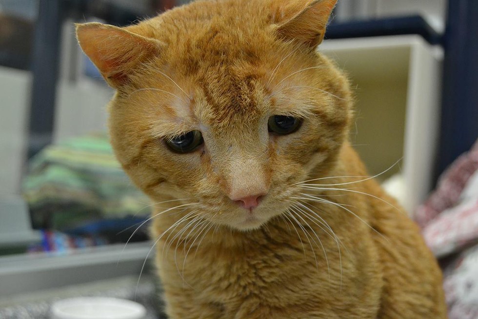 nutmeg-saddest-cat-adopted-2