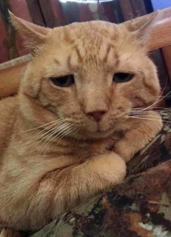 nutmeg-saddest-cat-adopted-4