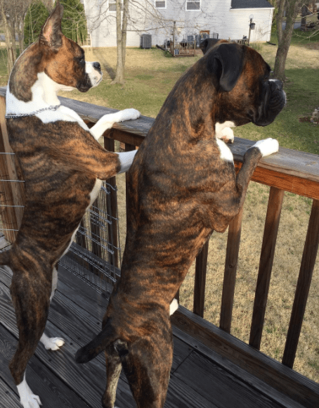 escape_artist_dogs_5