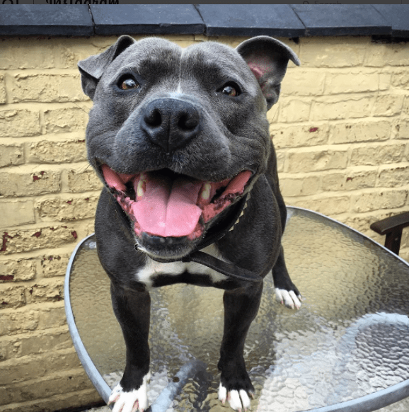 escape_artist_dogs_9