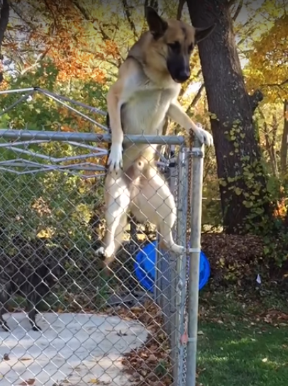 escape_artist_dogs_10