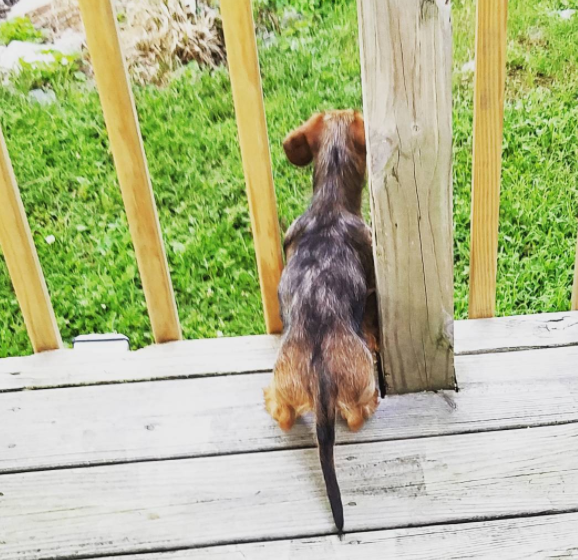 escape_artist_dogs_12