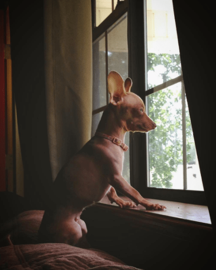 escape_artist_dogs_2