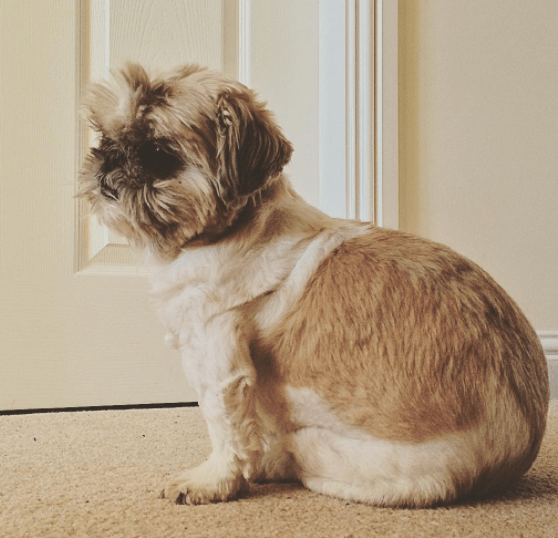 escape_artist_dogs_4