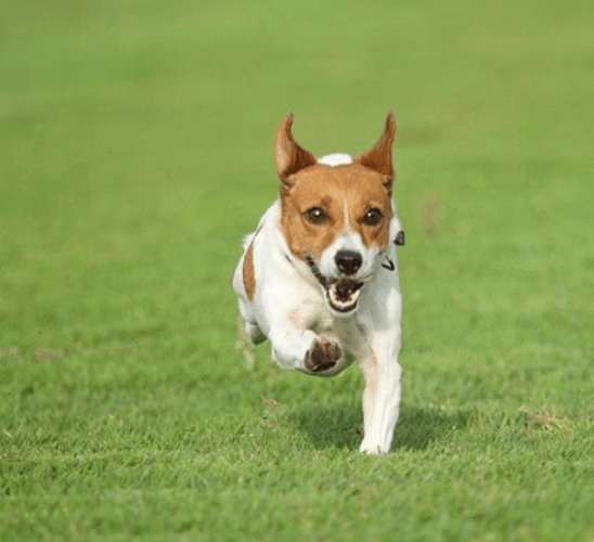 escape_artist_dogs_8