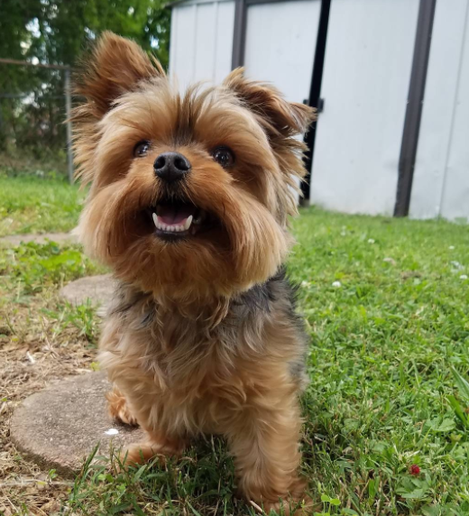 escape_artist_dogs_11