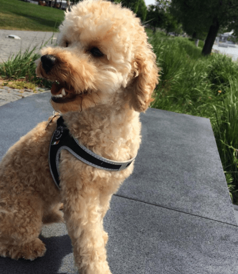 escape_artist_dogs_7