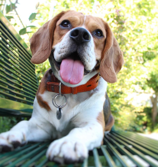 escape_artist_dogs_3