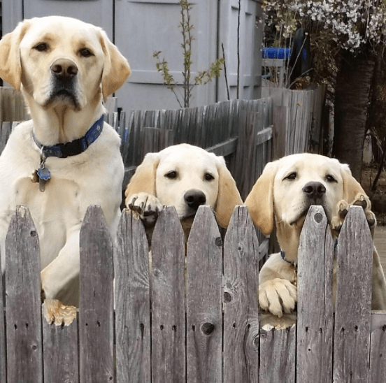 escape_artist_dogs_1