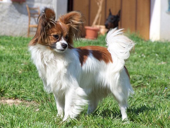 Papillon