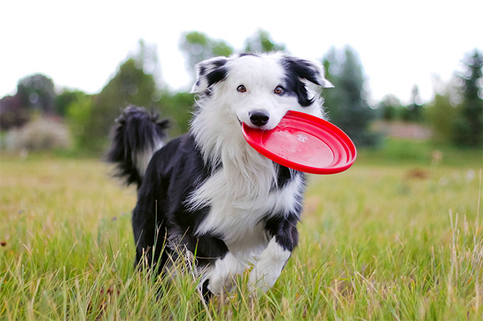 Border Collie