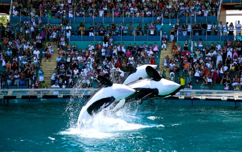 royal-delphinarium-3