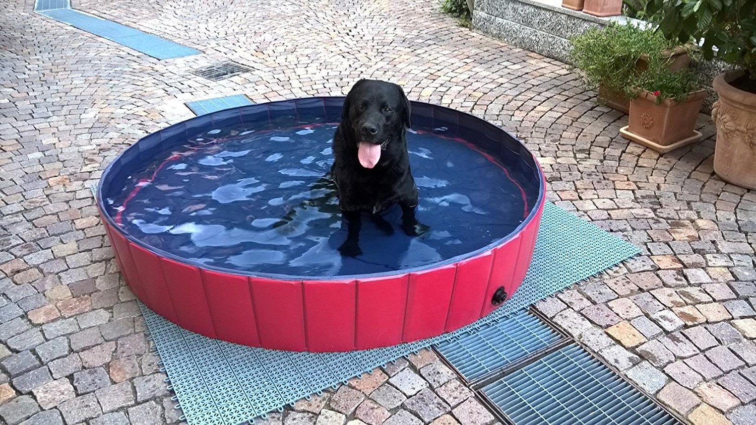 piscine pour chien
