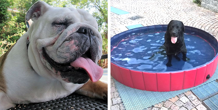 piscine pour chien