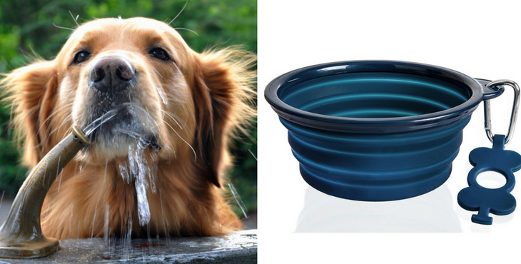 gamelle de voyage chien