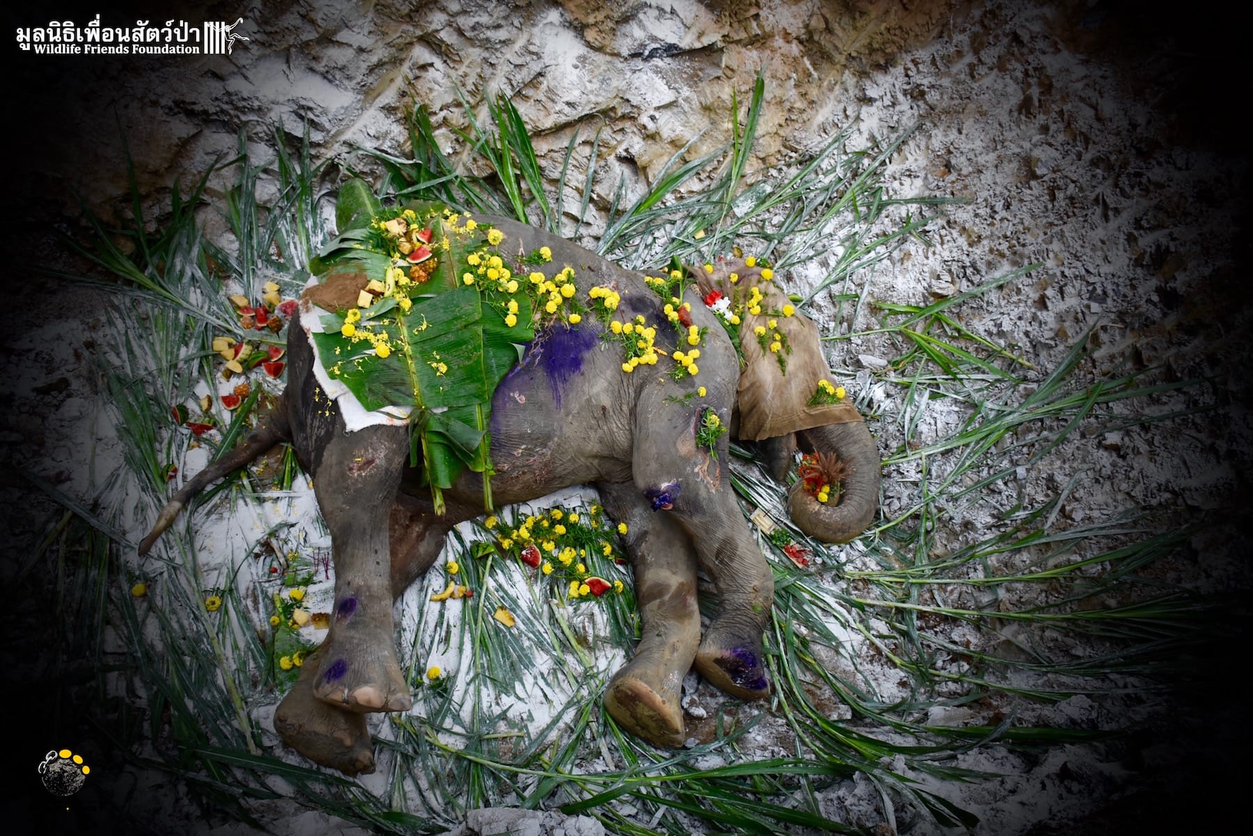 namphon_elephant_death_4