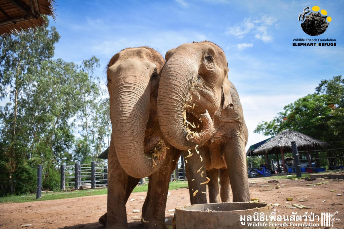 namphon_elephant_death_5