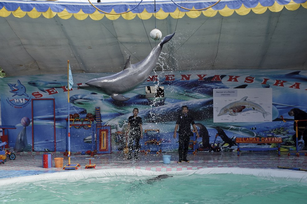 cirque-ambulant-dauphins-4