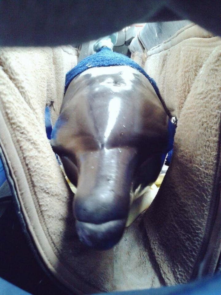 cirque-ambulant-dauphins-1