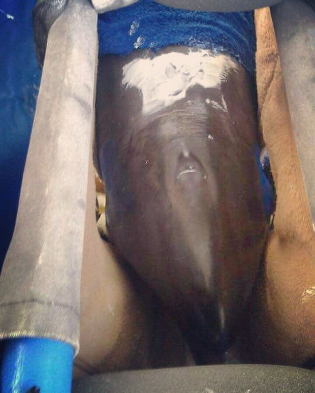 cirque-ambulant-dauphins-5