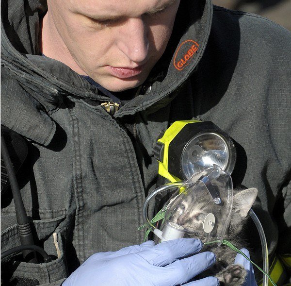 pompiers-secours-animal-1