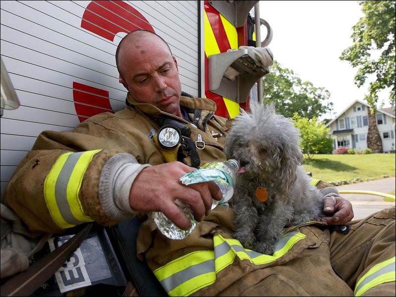 pompiers-secours-animal-9