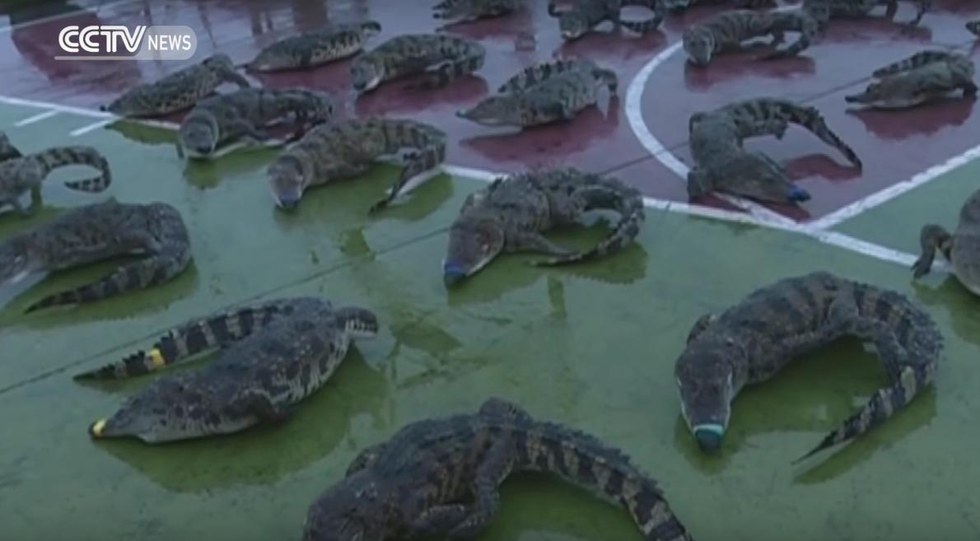 crocodiles-congeles-vietnam-4