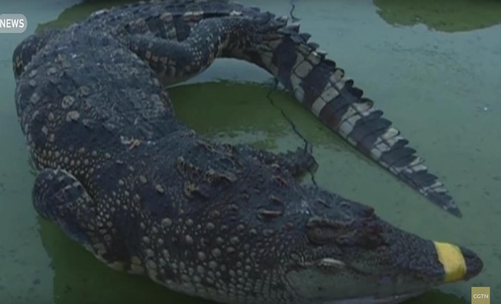 crocodiles-congeles-vietnam-2