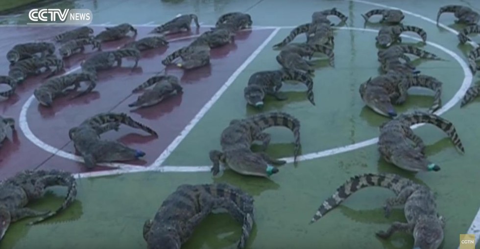 crocodiles-congeles-vietnam-1