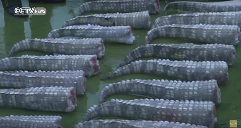 crocodiles-congeles-vietnam-3