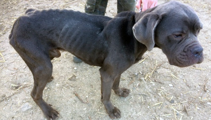 cane-corso-viels-1