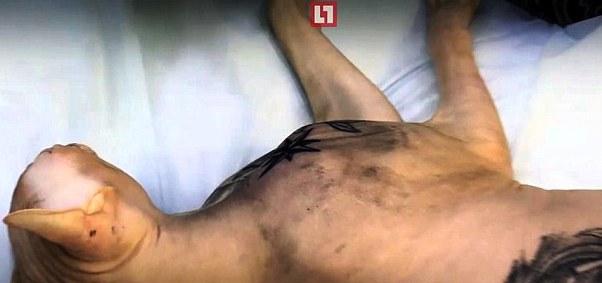 cat-sphynx-tatoo-russia-8