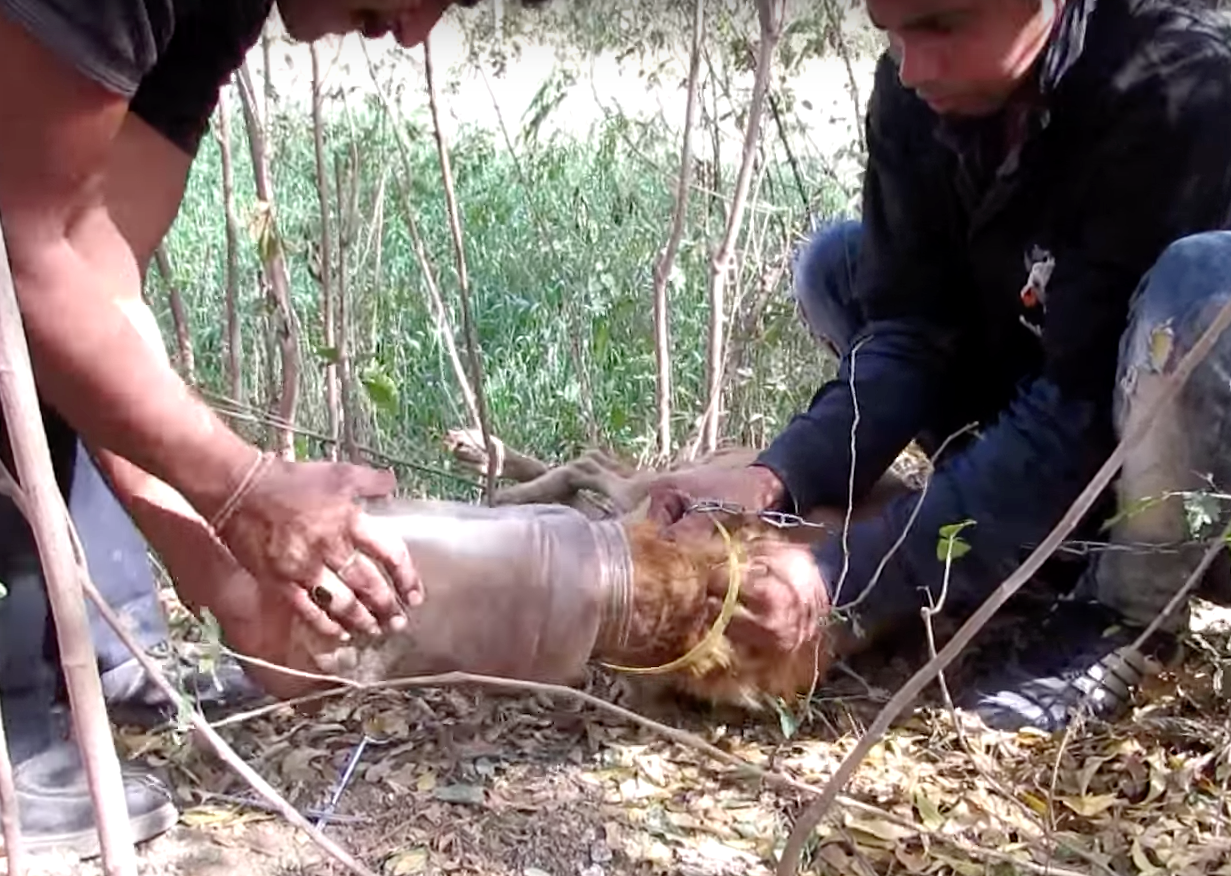 dog_jar_suffocating_rescue_4