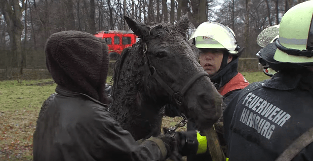 horse-stuck-swamp-10