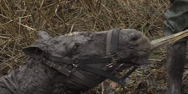 horse-stuck-swamp-7
