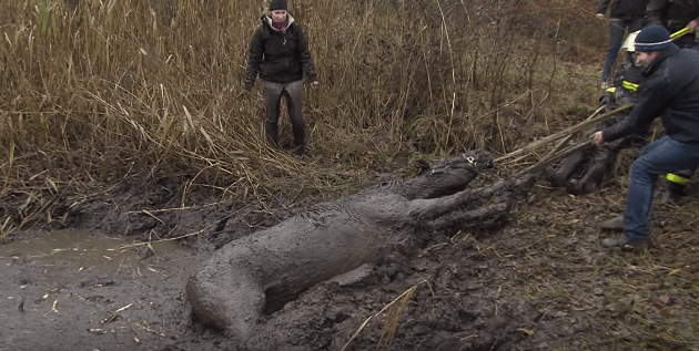 horse-stuck-swamp-8