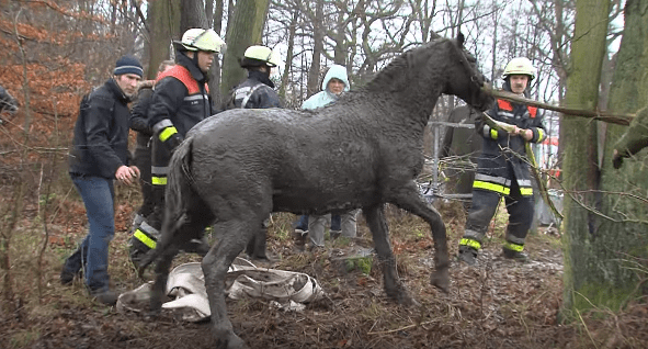 horse-stuck-swamp-9